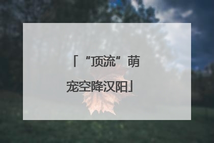 “顶流”萌宠空降汉阳