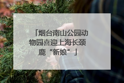 烟台南山公园动物园喜迎上海长颈鹿“新娘”