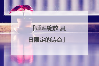 睡莲绽放 夏日限定的诗意