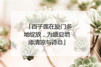 百子莲在厦门多地绽放，为盛夏增添清凉与诗意