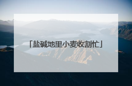 盐碱地里小麦收割忙