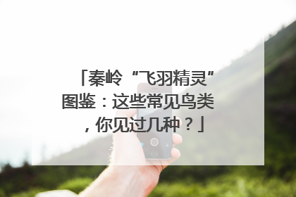 秦岭“飞羽精灵”图鉴：这些常见鸟类，你见过几种？
