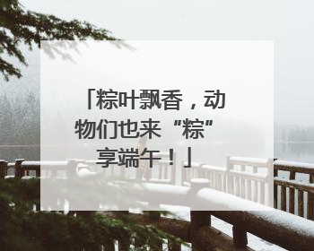 粽叶飘香，动物们也来“粽”享端午！