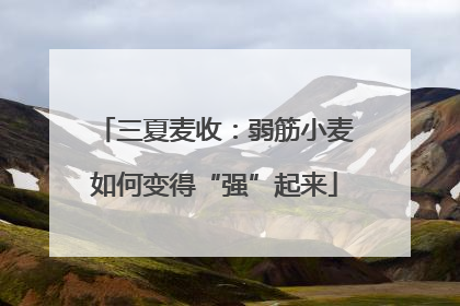 三夏麦收：弱筋小麦如何变得“强”起来