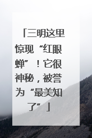 三明这里惊现“红眼蝉”！它很神秘，被誉为“最美知了”