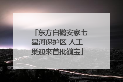 东方白鹳安家七星河保护区 人工巢迎来首批鹳宝