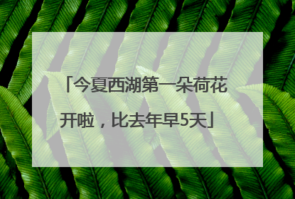 今夏西湖第一朵荷花开啦，比去年早5天