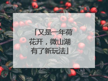 又是一年荷花开，微山湖有了新玩法