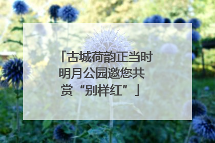 古城荷韵正当时 明月公园邀您共赏“别样红”