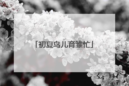 初夏鸟儿育雏忙