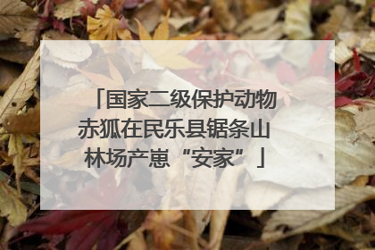 国家二级保护动物赤狐在民乐县锯条山林场产崽“安家”