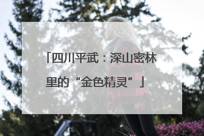四川平武：深山密林里的“金色精灵”