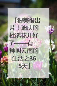 很美很出片！迪庆的杜鹃花开好了——有一种叫云南的生活之365天