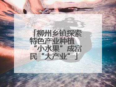 柳州乡镇探索特色产业种植 “小水果”成富民“大产业”