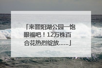 来晋阳湖公园一饱眼福吧！12万株百合花热烈绽放……