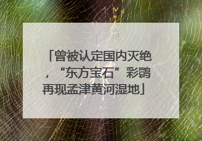 曾被认定国内灭绝，“东方宝石”彩鹮再现孟津黄河湿地