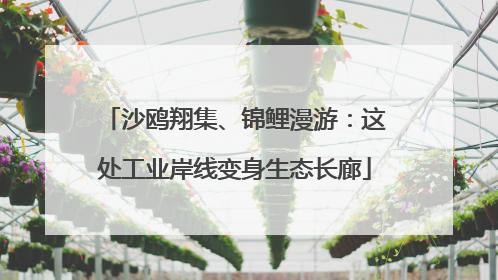 沙鸥翔集、锦鲤漫游：这处工业岸线变身生态长廊