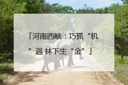 河南西峡：巧抓“机”遇 林下生“金”