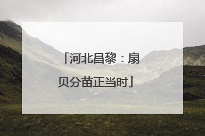 河北昌黎：扇贝分苗正当时
