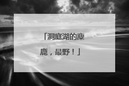 洞庭湖的麋鹿，最野！