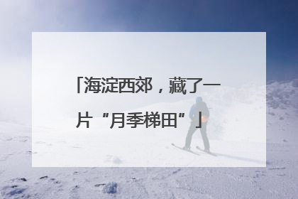 海淀西郊，藏了一片“月季梯田”