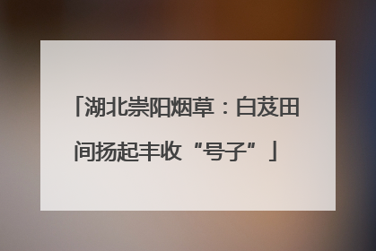 湖北崇阳烟草：白芨田间扬起丰收“号子”