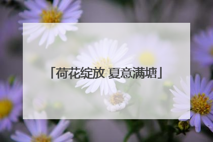 荷花绽放 夏意满塘