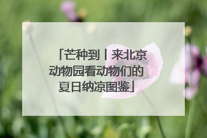 芒种到丨来北京动物园看动物们的夏日纳凉图鉴