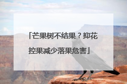 芒果树不结果？抑花控果减少落果危害