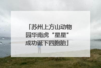 苏州上方山动物园华南虎“星星”成功诞下四胞胎
