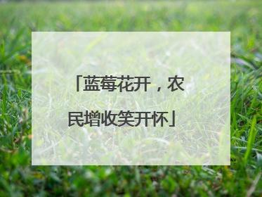 蓝莓花开，农民增收笑开怀