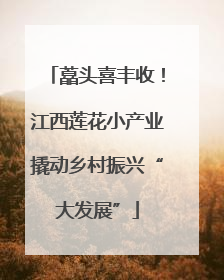 藠头喜丰收！江西莲花小产业撬动乡村振兴“大发展”