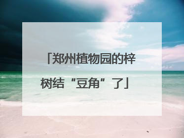 郑州植物园的梓树结“豆角”了