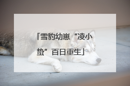 雪豹幼崽“凌小蛰”百日重生