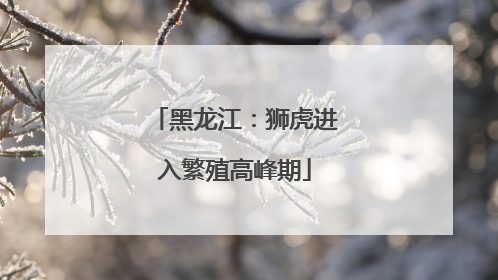 黑龙江：狮虎进入繁殖高峰期